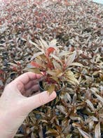 Alternanthera Reineckii mini (Aquariumplanten), Dieren en Toebehoren, Verzenden, Nieuw, Plant(en), Steen of Hout
