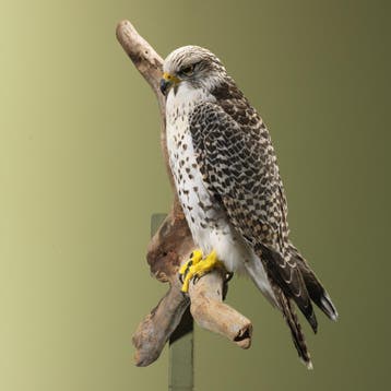Hybride Valk Taxidermie Opgezette Dieren By Max, Verzamelen, Ophalen of Verzenden, Nieuw, Vogel, Opgezet dier