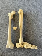 Anatomisch model (3) - Hars - 1850-1900 - Universiteit