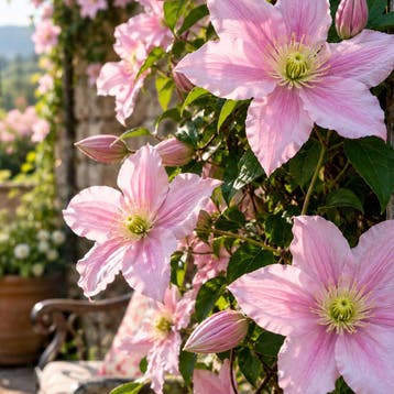 Clematis ‘Mayleen’ (Montana) Sierplanten, Raskleur, Tuin en Terras, Verzenden, Overige soorten, Struik