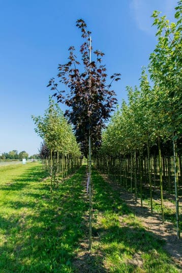 Acer platanoides Faassens Black hoogstam 14/16