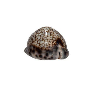Mauritia histrio (51 mm, Toptoestand GEM) – Een exquisiet, Nieuw