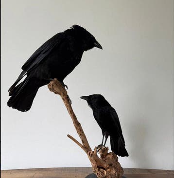 Corvus Taxidermie volledige montage - Corvus Duo - 65 cm -