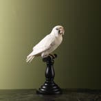 Agapornis Wit Taxidermie Opgezette Dieren By Max, Ophalen of Verzenden, Nieuw, Vogel, Opgezet dier
