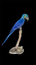 Ara Taxidermie volledige montage - Anodorhynchus, Nieuw