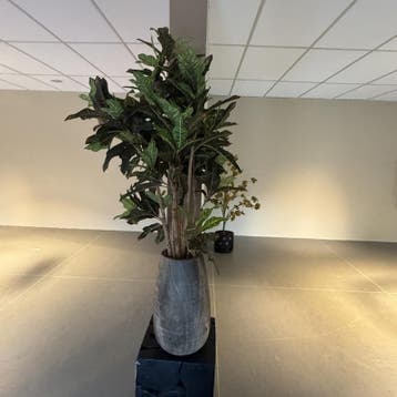 Kunstplant in houten vaas, Croton Tree, Nieuw