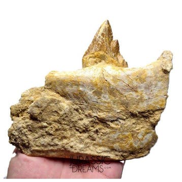 Grote basilosauride cf Pappocetus (walvisvoorouder) molare, Verzamelen, Mineralen en Fossielen