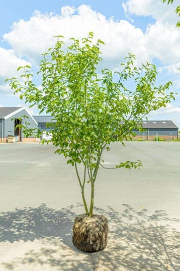 Acer davidii meerstammig 250-300