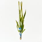 Vallisneria giganthea rubra - aquariumplant, Dieren en Toebehoren, Ophalen of Verzenden, Nieuw, Plant(en), Steen of Hout