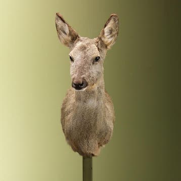 Reebok Wintervacht V Taxidermie Opgezette Dieren By Max, Ophalen of Verzenden, Nieuw, Wild dier, Opgezet dier