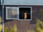 Stalraam | stalramen | stalluik | stalraam voor paardenstal, Stalling