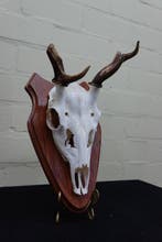 abnormal Fallow Buck Trophy Schedel - Dama dama - 16 cm - 37, Verzamelen, Dierenverzamelingen, Nieuw