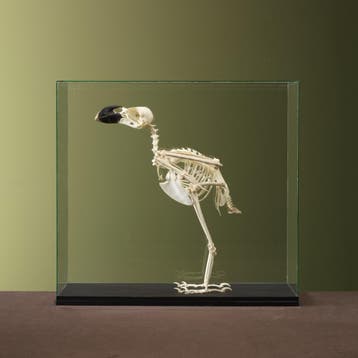 Witnekraaf Skelet Taxidermie Opgezette Dieren By Max, Ophalen of Verzenden, Nieuw, Vogel, Opgezet dier
