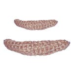 Kopleguaan Kokos, Ophalen of Verzenden, Nieuw, Zeilboot of Motorboot