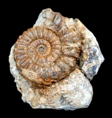 Ammoniet met zijn afdruk - Gefossiliseerde schelp -, Verzamelen