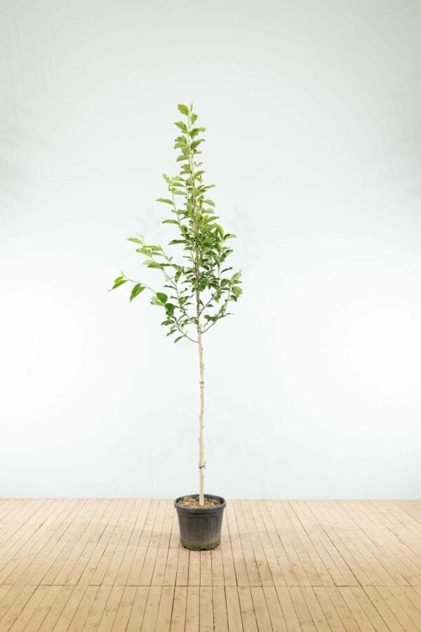 Magnolia kobus hoogstam 6/8, Tuin en Terras, Planten | Tuinplanten