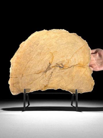 C - Prachtige schijf versteend hout op een aangepaste
