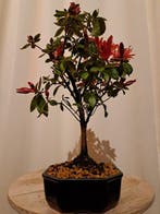 Azalea Bonsai - Hoogte (boom): 26 cm - Diepte (boom): 20 cm