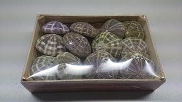 Zeeegel Sea Urchin Alfonso Naturel LET OP 10 stuks, Ophalen of Verzenden, Nieuw
