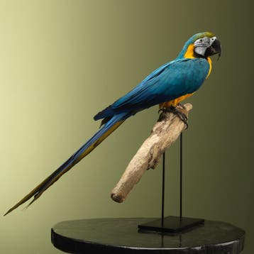 Blauw-Gele Ara Taxidermie Opgezette Dieren By Max, Ophalen of Verzenden, Nieuw, Vogel, Opgezet dier