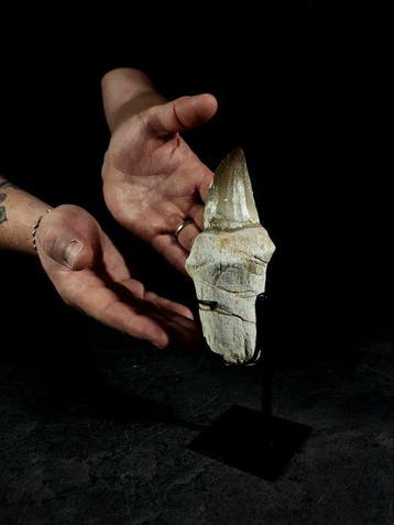 tand met een XL wortel van een mosasaurus - Fossiele tand -, Nieuw