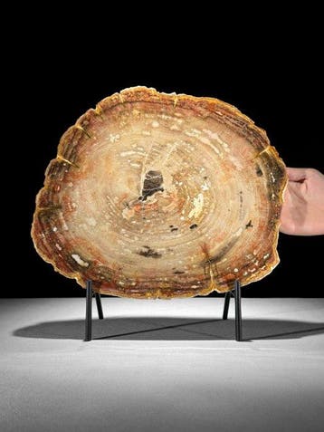 C - Prachtige plak van zeldzaam rood versteend hout op een