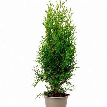 Thuja occidentalis `Smaragd` container (P11) Coniferen, Verzenden, Conifeer, Struik