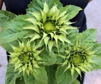 Helianthus SunFill Groen F1 Zonnebloemzaden kleinverpakking, Ophalen of Verzenden, Nieuw