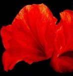 Carlo Ferrari - Studio in rosso