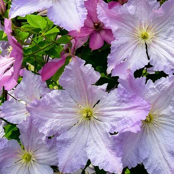 Clematis Blue Angel Sierplanten, Blauw, Verzenden, Overige soorten, Struik