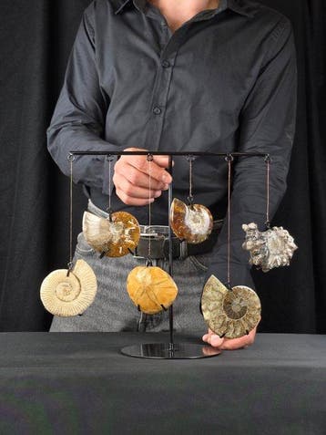Ammoniet - Gefossiliseerd dier - Collection of 5 Ammonite, Verzamelen