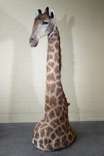 Large and impressive Northern Giraffe Taxidermie volledige, Verzamelen, Nieuw