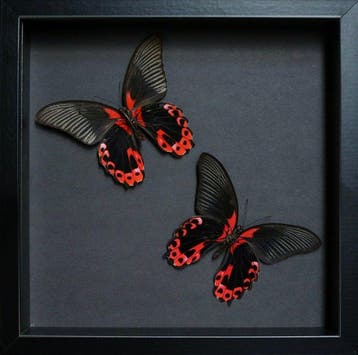 Vlinder Taxidermie volledige montage - Papilio rumanzovia -, Nieuw