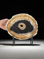 Prachtige plak versteende palmwortel op een op maat gemaakte