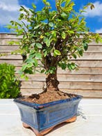 Chinese iep bonsai (Ulmus parviflora) - Hoogte (boom): 21 cm