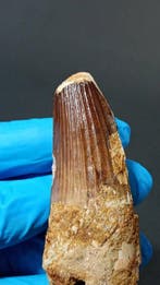 Dinosaurus - Fossiele tand - Spinosaurus Aegyptiacus - 7.3