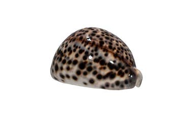Cypraea tigris (85 mm, Toptoestand GEM) – Historisch, Antiek en Kunst