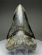 Megalodon - Fossiele tand - 12 cm - 8 cm