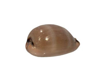 Uitstekende 45 mm Luria lurida - Prachtige gestreepte luride, Nieuw