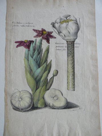 Théodore de Bry (XVII) - Florilegum novum (planche 21)