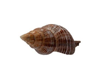 Zeldzame Mandarin-sifonslak (Penion mandarinus) | Exclusief, Nieuw