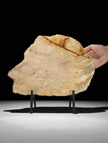 Prachtige snede van versteend hout op een op maat gemaakte