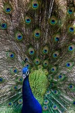 Viktoria Farkas - The Emerald Gaze - Fine Art Premium