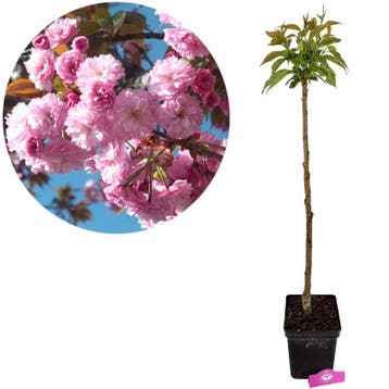 Prunus serrulata Kanzan + Pot 23cm, Verzenden