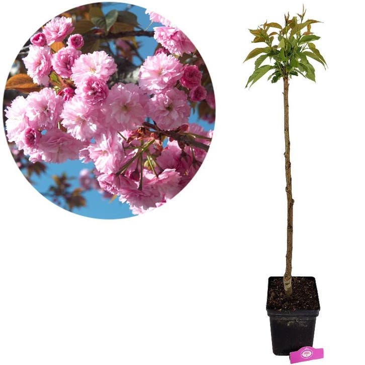 Prunus serrulata Kanzan + Pot 23cm, Tuin en Terras, Planten | Tuinplanten, Verzenden