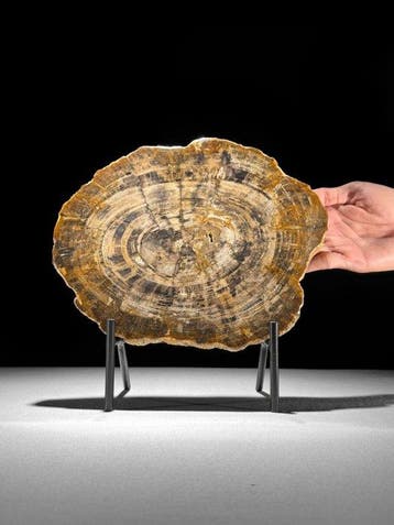 Prachtige grote plak versteend hout op een op maat gemaakte