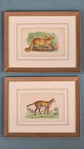 Wanddecoratie (2) - FELINI: Puma en Serval, Antiek en Kunst
