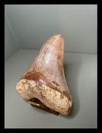 Megalodon - Fossiele tanden - 117 mm - 97 mm
