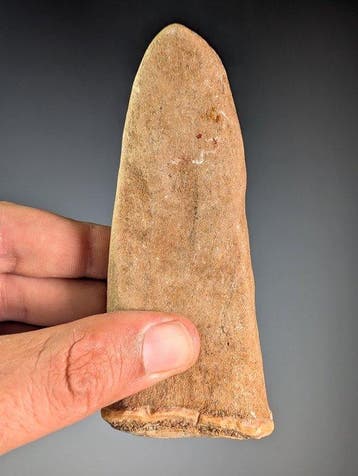 Groot fossiel botfragment, mogelijk een sauropodeklauw Klauw