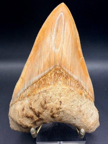 Megalodon - Fossiele tand - Carcharocles megalodon - 12.9 cm, Verzamelen, Mineralen en Fossielen